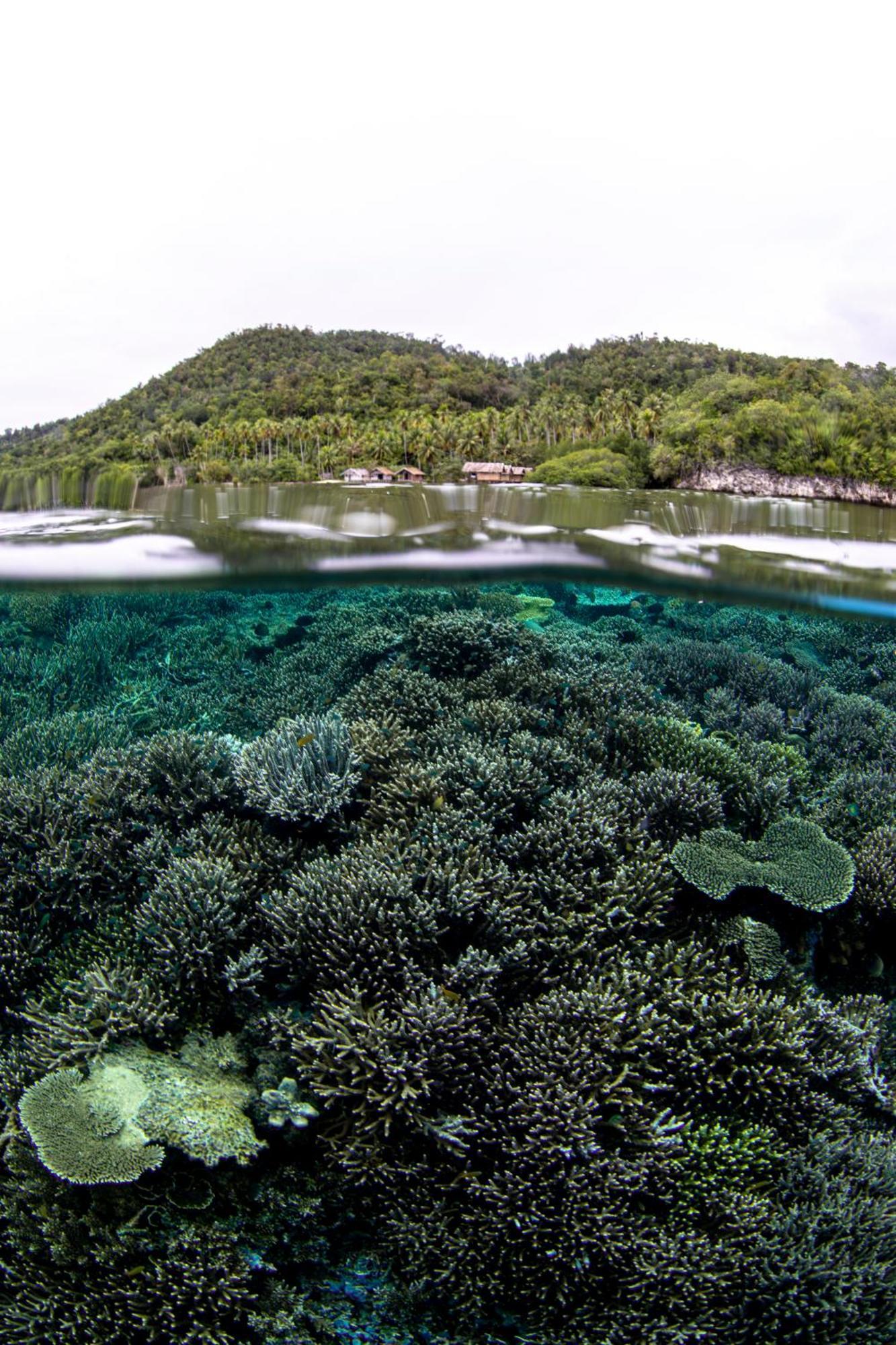 Mansuar Raja Ampat Bungalows Kri Zewnętrze zdjęcie